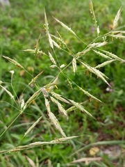 Bromus riparius