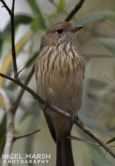 Pachycephala rufiventris