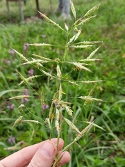 Bromus riparius