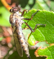 Neomochtherus willistoni