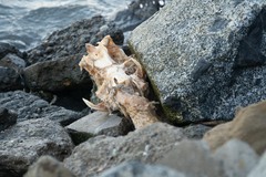 Actinopterygii