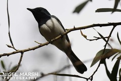 Myiagra cyanoleuca