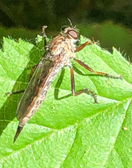 Neomochtherus willistoni