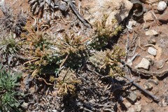 Euphorbia braunsii