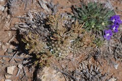 Euphorbia braunsii