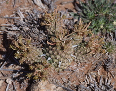 Euphorbia braunsii