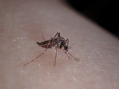 Aedes fowleri