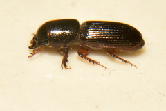 Chironinae