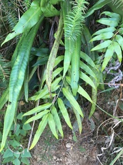 Polypodiaceae