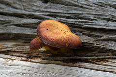 Gymnopilus
