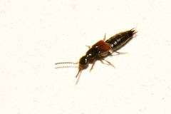 Staphylinini