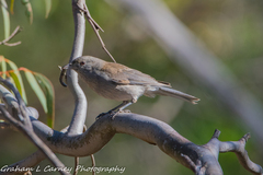 Colluricincla harmonica
