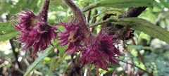 Gesneriaceae