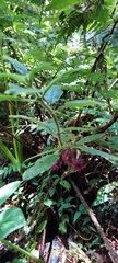 Gesneriaceae
