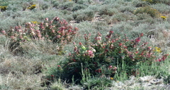 Lessertia frutescens