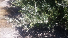 Leptospermum laevigatum