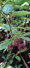 Gesneriaceae