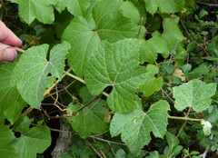 Vitis arizonica