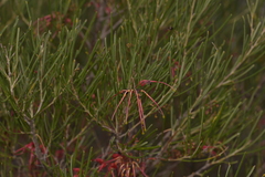 Grevillea pinaster