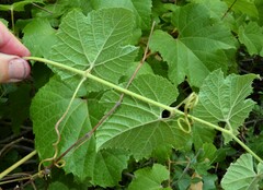 Vitis arizonica