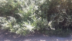 Leptospermum laevigatum