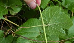 Vitis arizonica