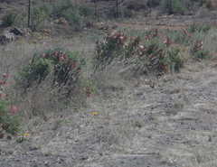 Lessertia frutescens