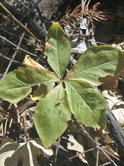 Lysimachia latifolia