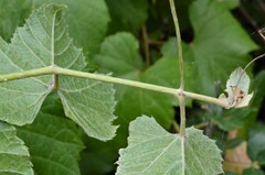 Vitis arizonica