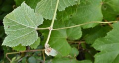Vitis arizonica