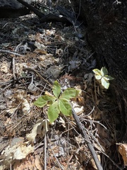 Lysimachia latifolia