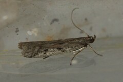 Phycitodes binaevella