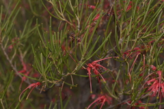 Grevillea pinaster