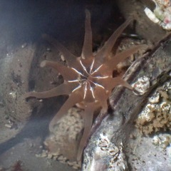 Halcampa decemtentaculata