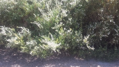 Leptospermum laevigatum