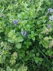 Mentha pulegium