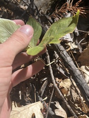 Lysimachia latifolia