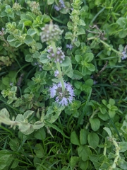 Mentha pulegium