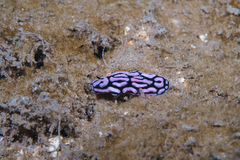 Phyllidiella rosans