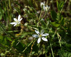 Ornithogalum orthophyllum