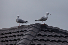 Chroicocephalus novaehollandiae