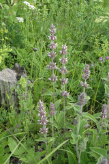 Stachys balansae