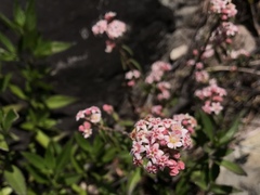 Commersonia breviseta