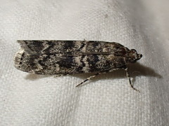 Dioryctria