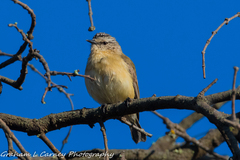 Acanthiza chrysorrhoa