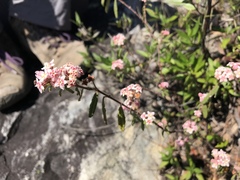 Commersonia breviseta