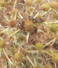 Carpocoris