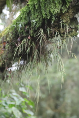 Asplenium tenuicaudatum