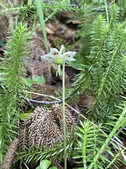 Moneses uniflora