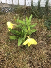 Oenothera glazioviana